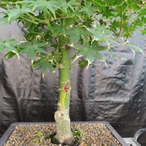 51 Year Old Golden Prosperity Japanese Maple Specimen Bonsai Tree