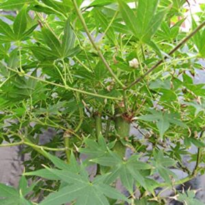 51 Year Old Golden Prosperity Japanese Maple Specimen Bonsai Tree