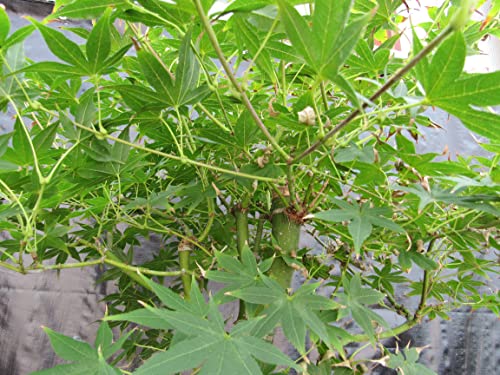 51 Year Old Golden Prosperity Japanese Maple Specimen Bonsai Tree