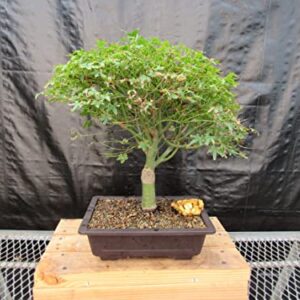 48 Year Old Dwarf Japanese Maple Bonsai Tree