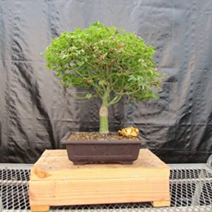 48 Year Old Dwarf Japanese Maple Bonsai Tree