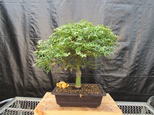 48 Year Old Dwarf Japanese Maple Bonsai Tree