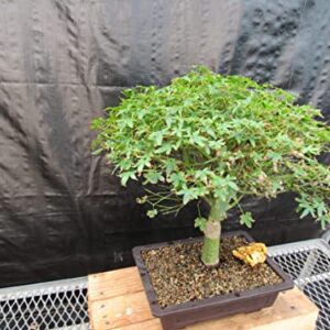 48 Year Old Dwarf Japanese Maple Bonsai Tree