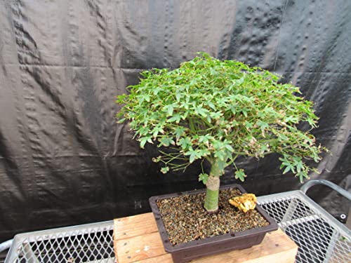 48 Year Old Dwarf Japanese Maple Bonsai Tree