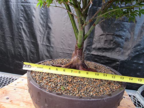 51 Year Old Rhode Island Red Japanese Maple Bonsai Tree