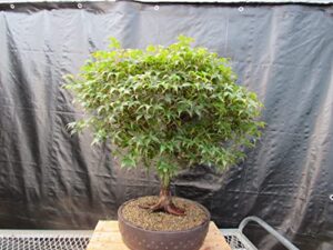 51 year old rhode island red japanese maple bonsai tree