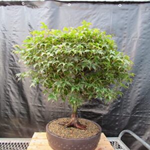 51 Year Old Rhode Island Red Japanese Maple Bonsai Tree