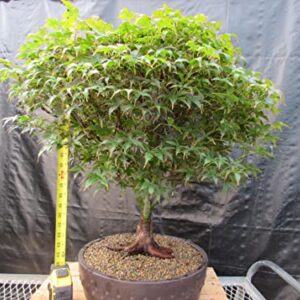 51 Year Old Rhode Island Red Japanese Maple Bonsai Tree