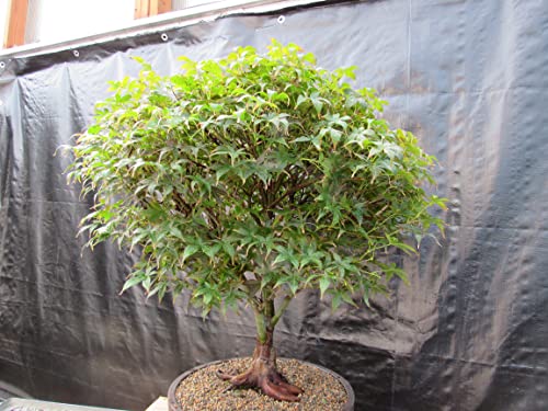 51 Year Old Rhode Island Red Japanese Maple Bonsai Tree