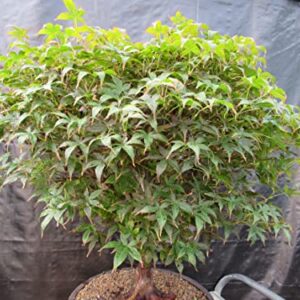 51 Year Old Rhode Island Red Japanese Maple Bonsai Tree