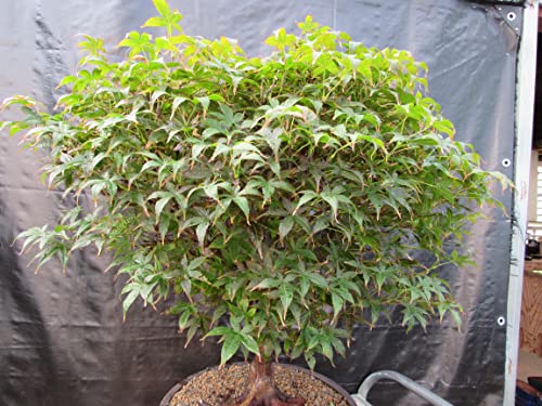 51 Year Old Rhode Island Red Japanese Maple Bonsai Tree