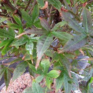 51 Year Old Rhode Island Red Japanese Maple Bonsai Tree