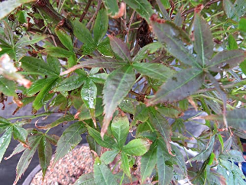 51 Year Old Rhode Island Red Japanese Maple Bonsai Tree