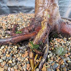 51 Year Old Rhode Island Red Japanese Maple Bonsai Tree