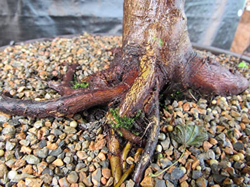 51 Year Old Rhode Island Red Japanese Maple Bonsai Tree