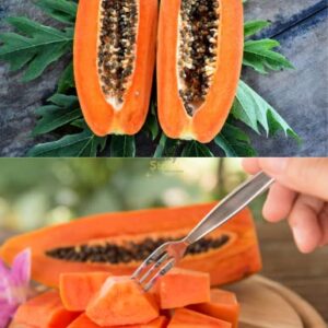 60 Mexican Papaya Seeds - Hat Du Du - Carica Papaya Seeds, Papaya, Pawpaw, Asimina triloba | Non GMO | Organic | Heirloom