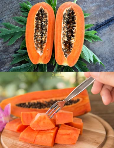 60 Mexican Papaya Seeds - Hat Du Du - Carica Papaya Seeds, Papaya, Pawpaw, Asimina triloba | Non GMO | Organic | Heirloom