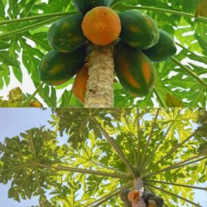 60 Mexican Papaya Seeds - Hat Du Du - Carica Papaya Seeds, Papaya, Pawpaw, Asimina triloba | Non GMO | Organic | Heirloom