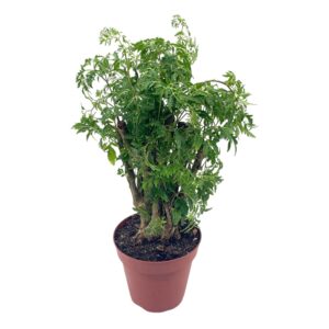 bubbleblooms aralia ming stump plant, polyscias fruticosa in a 4 inch pot live evergreen shrub tree-like bonsai