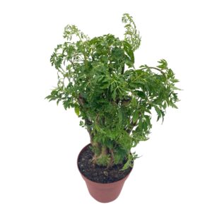 BubbleBlooms Aralia Ming Stump Plant, Polyscias fruticosa in a 4 inch Pot Live Evergreen Shrub Tree-Like Bonsai