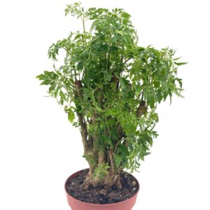 BubbleBlooms Aralia Ming Stump Plant, Polyscias fruticosa in a 4 inch Pot Live Evergreen Shrub Tree-Like Bonsai