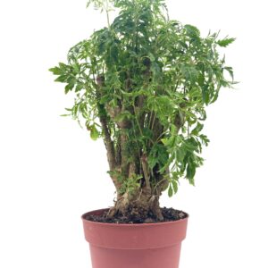 BubbleBlooms Aralia Ming Stump Plant, Polyscias fruticosa in a 4 inch Pot Live Evergreen Shrub Tree-Like Bonsai