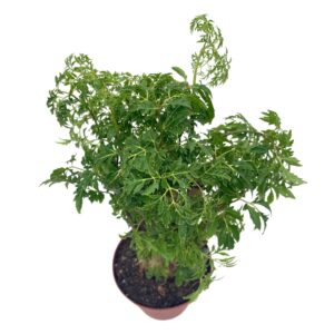 BubbleBlooms Aralia Ming Stump Plant, Polyscias fruticosa in a 4 inch Pot Live Evergreen Shrub Tree-Like Bonsai