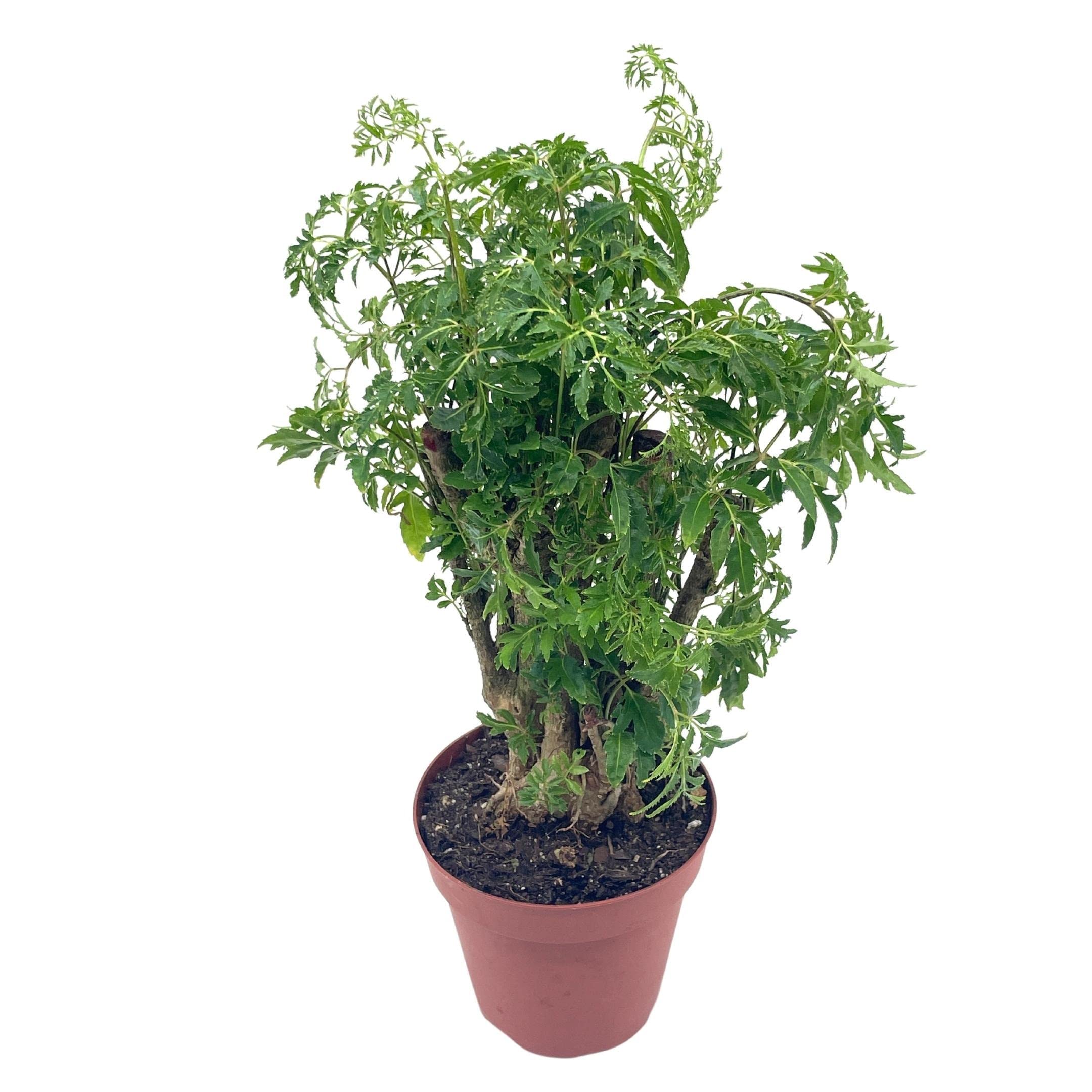 BubbleBlooms Aralia Ming Stump Plant, Polyscias fruticosa in a 4 inch Pot Live Evergreen Shrub Tree-Like Bonsai