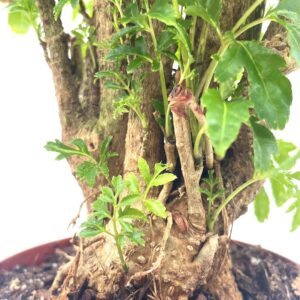 BubbleBlooms Aralia Ming Stump Plant, Polyscias fruticosa in a 4 inch Pot Live Evergreen Shrub Tree-Like Bonsai