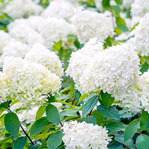 QAUZUY GARDEN 50 Seeds Pee Gee Hydrangea Paniculata Peegee Panicle Shrub Showy Privacy Screens Striking Flower Tree for Pot Ground Bonsai Easy to Grow