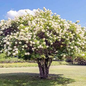 QAUZUY GARDEN 50 Seeds Pee Gee Hydrangea Paniculata Peegee Panicle Shrub Showy Privacy Screens Striking Flower Tree for Pot Ground Bonsai Easy to Grow