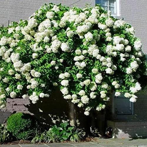 QAUZUY GARDEN 50 Seeds Pee Gee Hydrangea Paniculata Peegee Panicle Shrub Showy Privacy Screens Striking Flower Tree for Pot Ground Bonsai Easy to Grow