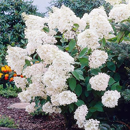 QAUZUY GARDEN 50 Seeds Pee Gee Hydrangea Paniculata Peegee Panicle Shrub Showy Privacy Screens Striking Flower Tree for Pot Ground Bonsai Easy to Grow