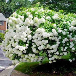 QAUZUY GARDEN 50 Seeds Pee Gee Hydrangea Paniculata Peegee Panicle Shrub Showy Privacy Screens Striking Flower Tree for Pot Ground Bonsai Easy to Grow