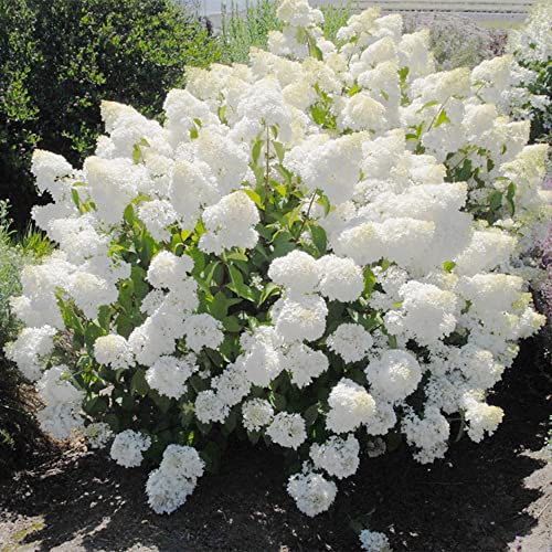 QAUZUY GARDEN 50 Seeds Pee Gee Hydrangea Paniculata Peegee Panicle Shrub Showy Privacy Screens Striking Flower Tree for Pot Ground Bonsai Easy to Grow