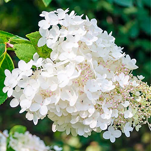 QAUZUY GARDEN 50 Seeds Pee Gee Hydrangea Paniculata Peegee Panicle Shrub Showy Privacy Screens Striking Flower Tree for Pot Ground Bonsai Easy to Grow