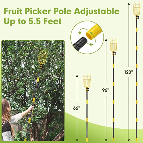 INFLATION Fruit Picker Tool,Apple Picker Pole with Basket,5.5 FT Adjustable Fruit Picker Pole with Basket Telescoping,Sturdy Basket with Foam Pad for Picking Avocado Acorn Lemon Pear Mango