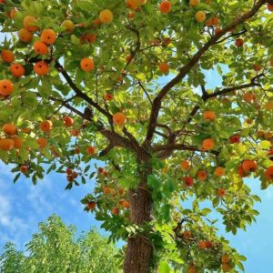 American Persimmon Tree - 6-12" Tall - 4" Pot - Live Plant - Diospyros virginiana