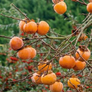 American Persimmon Tree - 6-12" Tall - 4" Pot - Live Plant - Diospyros virginiana