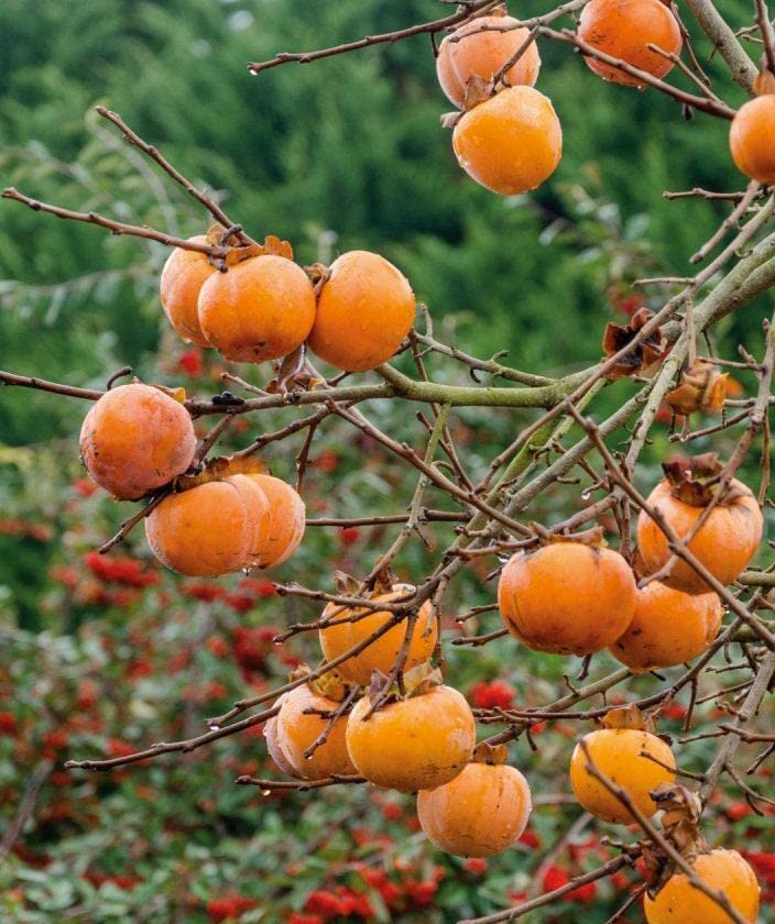 American Persimmon Tree - 6-12" Tall - 4" Pot - Live Plant - Diospyros virginiana