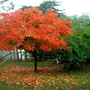 American Persimmon Tree - 6-12" Tall - 4" Pot - Live Plant - Diospyros virginiana