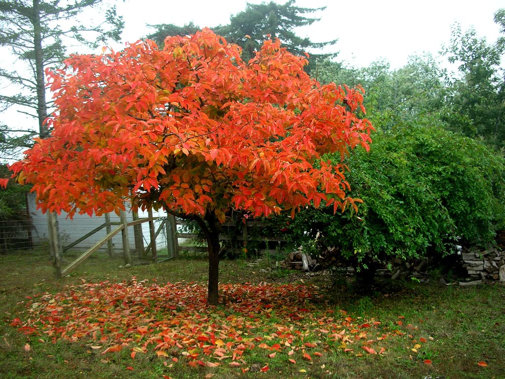 American Persimmon Tree - 6-12" Tall - 4" Pot - Live Plant - Diospyros virginiana