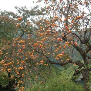 American Persimmon Tree - 6-12" Tall - 4" Pot - Live Plant - Diospyros virginiana