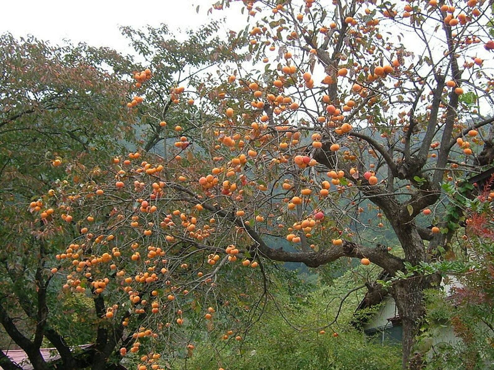 American Persimmon Tree - 6-12" Tall - 4" Pot - Live Plant - Diospyros virginiana