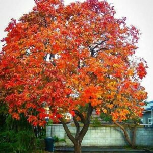 American Persimmon Tree - 6-12" Tall - 4" Pot - Live Plant - Diospyros virginiana