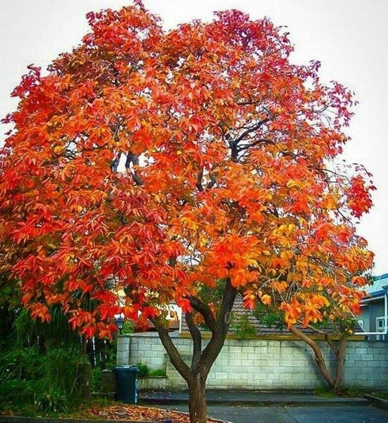 American Persimmon Tree - 6-12" Tall - 4" Pot - Live Plant - Diospyros virginiana