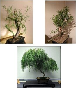bonsai willow tree bundle - 1 each of dwarf weeping, globe willow, black willow tree cuttings - large thick trunks - live indoor outdoor bonsai trees
