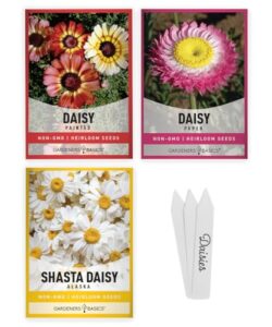 daisy seeds for planting outdoors flower seeds (3 variety pack) alaska shasta daisy, painted daisy, yellow daisy varieties for butterflies, bees, pollinators wildflower seed by gardeners basics