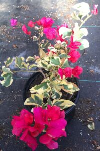 yunakesa raspberry ice bougainvillea red flowers variegated pink leaves bonsai 1g, for planting and gardening