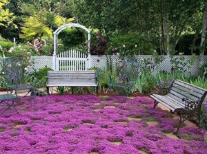 breckland creeping thyme seeds - 500+ seeds - amazing ground cover, like an aromatic land carpet